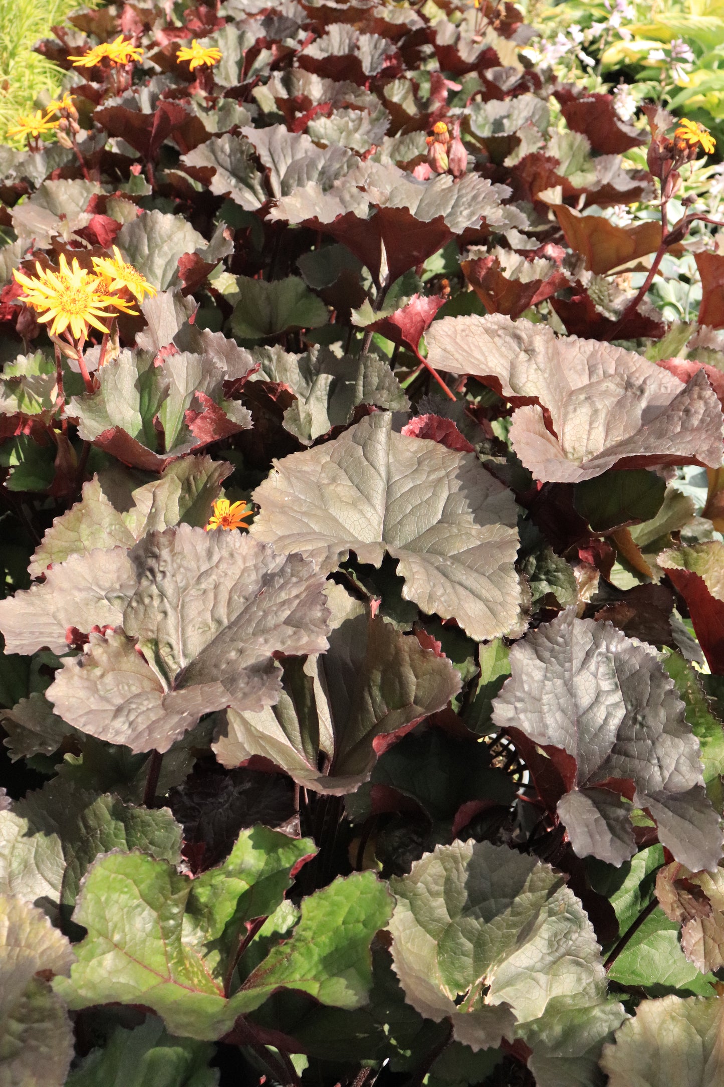 Ligularia dentata Red Devil