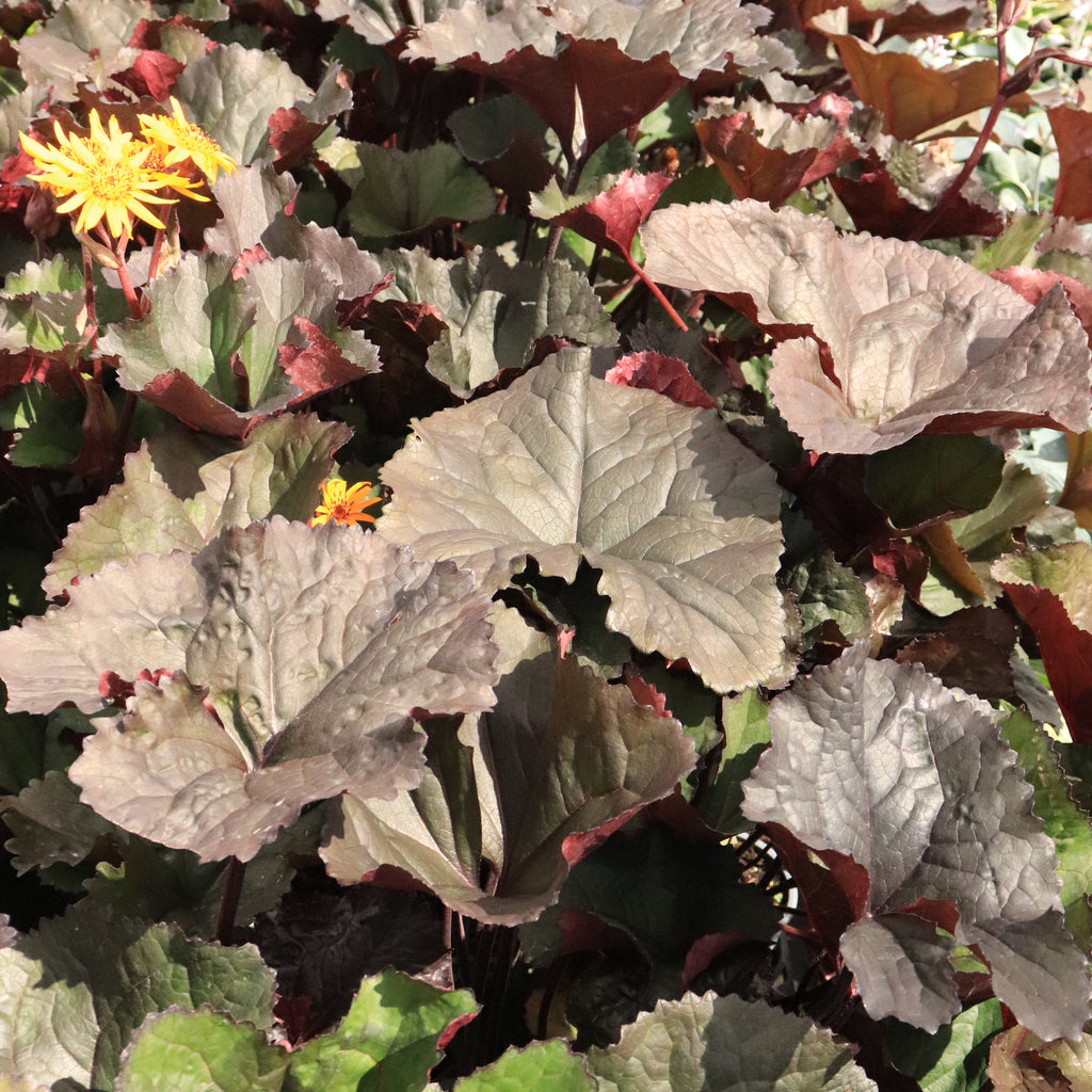 Ligularia dentata Red Devil Image