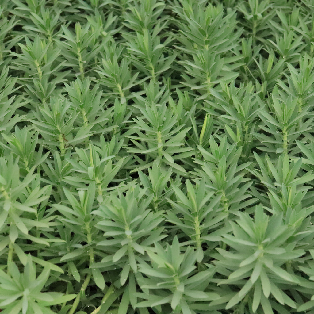 Euphorbia glauca Image