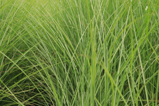 Miscanthus sinensis Gracillimus