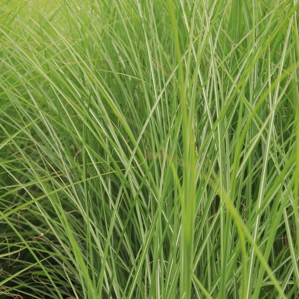 Miscanthus sinensis Gracillimus Image