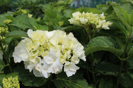 Hydrangea Snowball