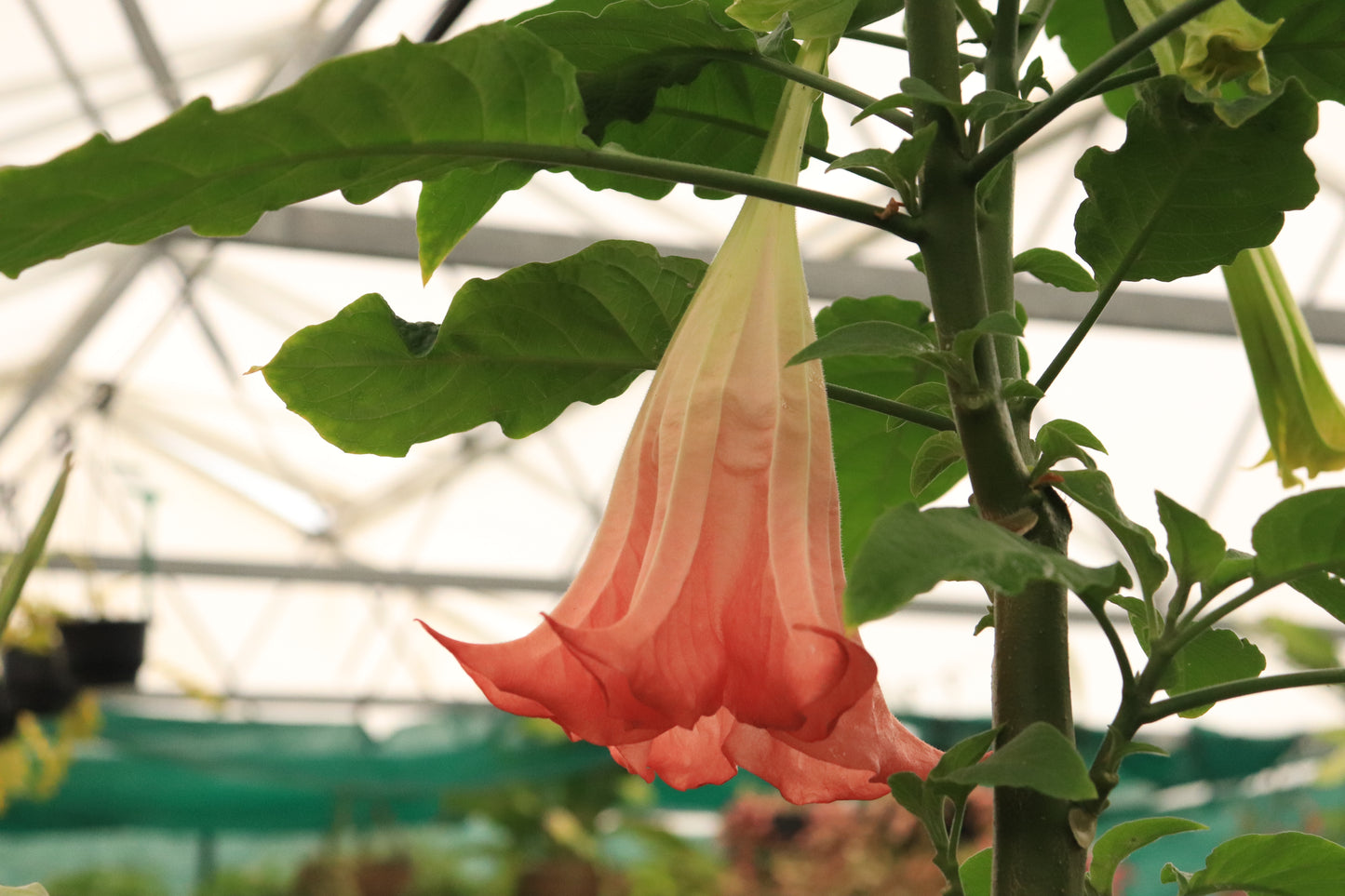 Brugmansia Noels Blush