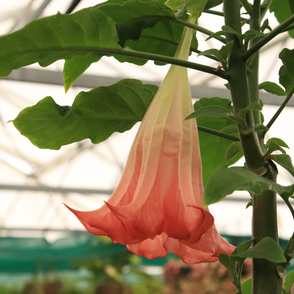 Brugmansia Noels Blush Image