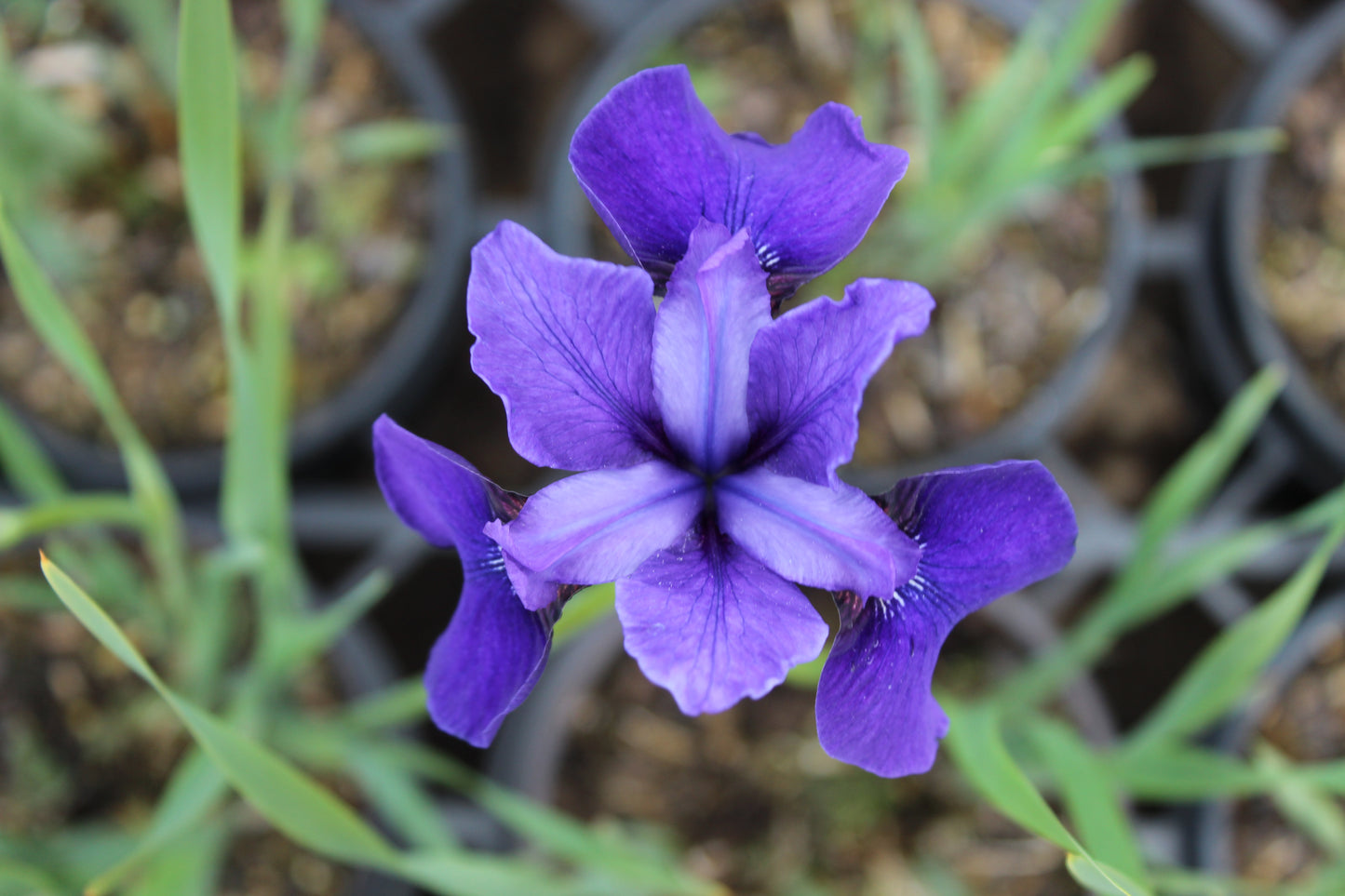 Iris sibirica over the river