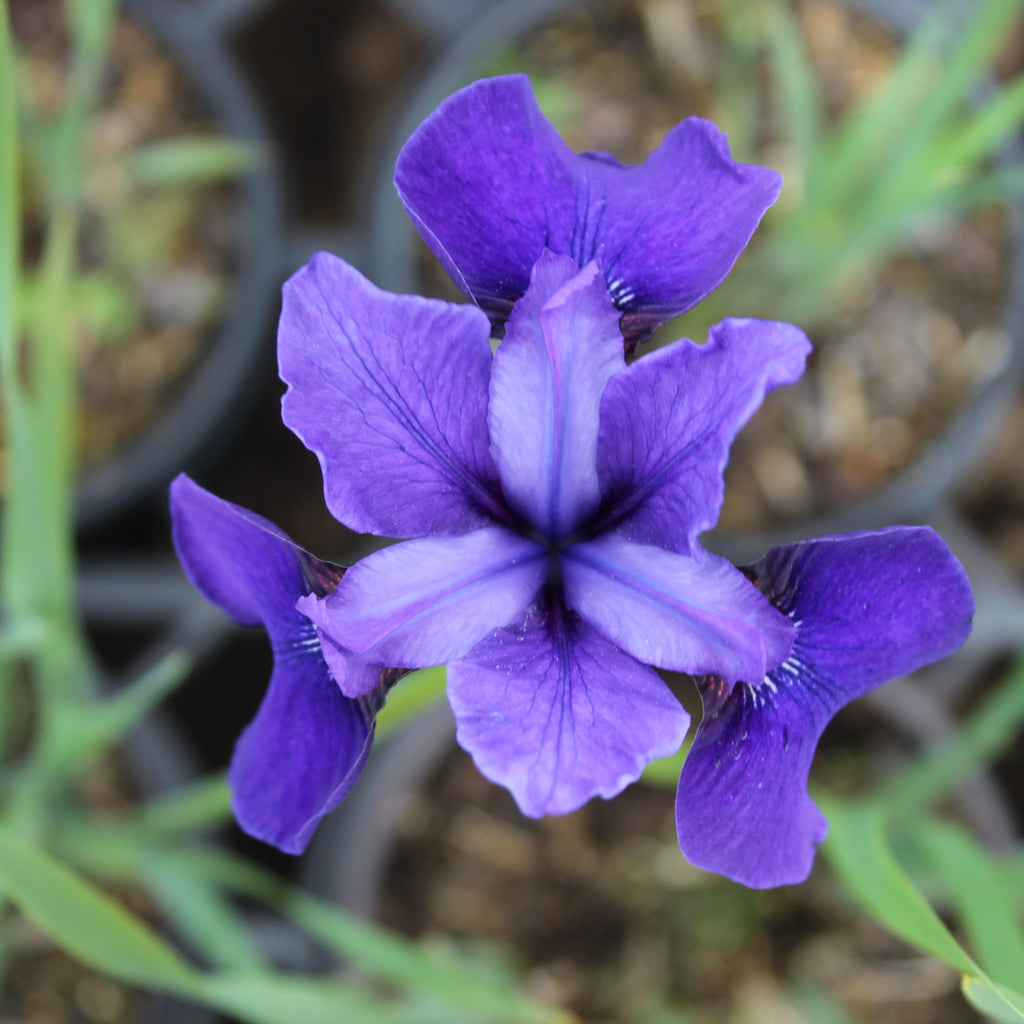 Iris sibirica over the river Image