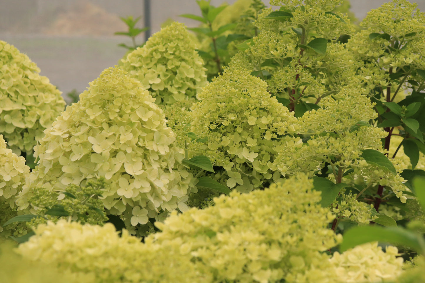 Hydrangea paniculata Limelight