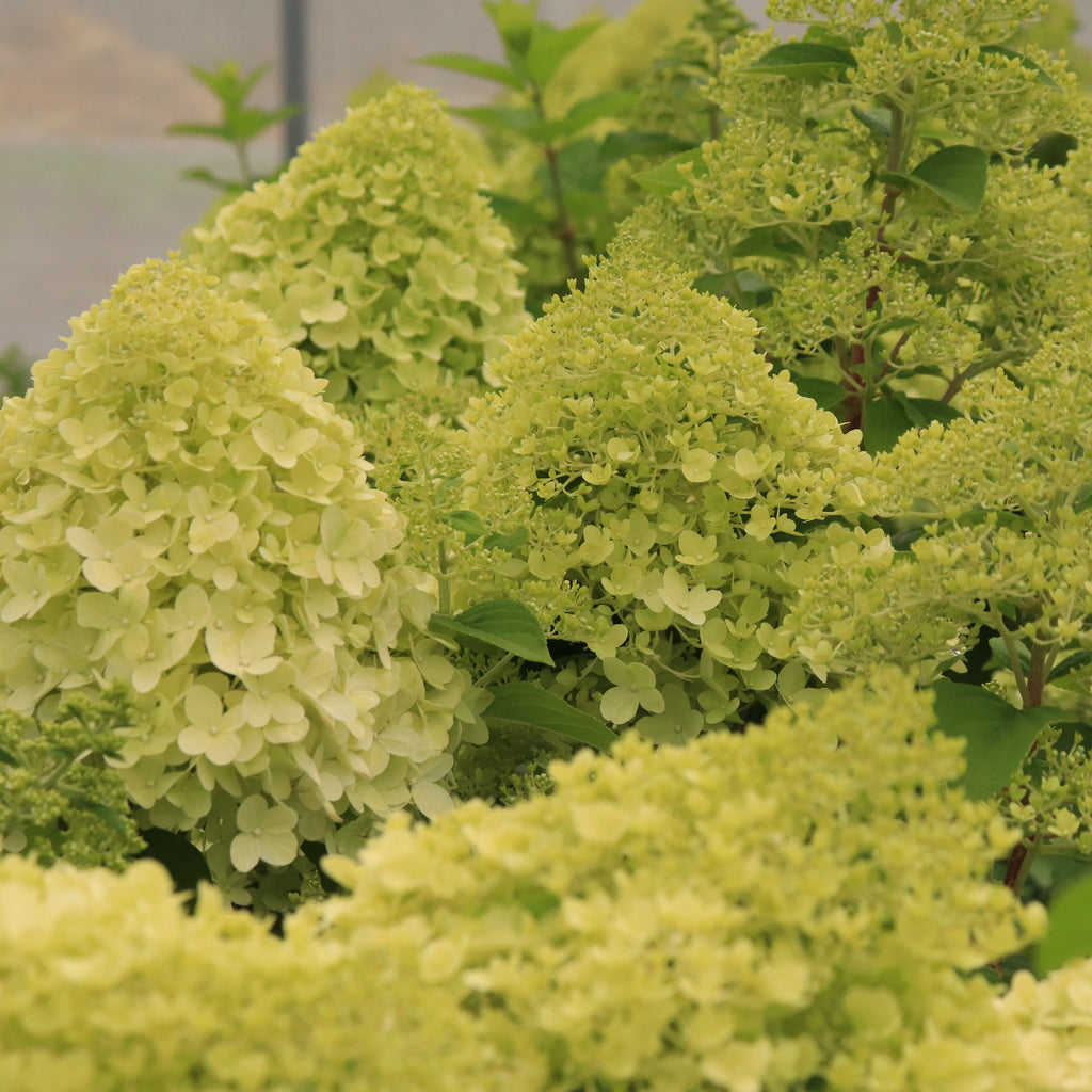 Hydrangea paniculata Limelight Image