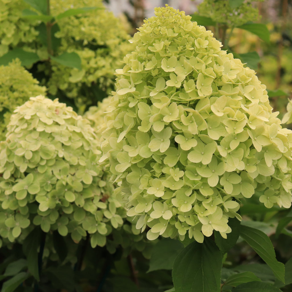 Hydrangea paniculata Limelight Image