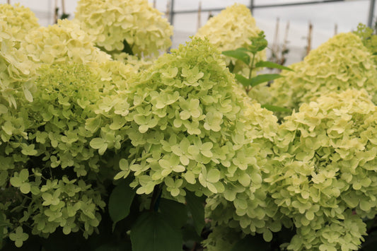 Hydrangea paniculata Limelight