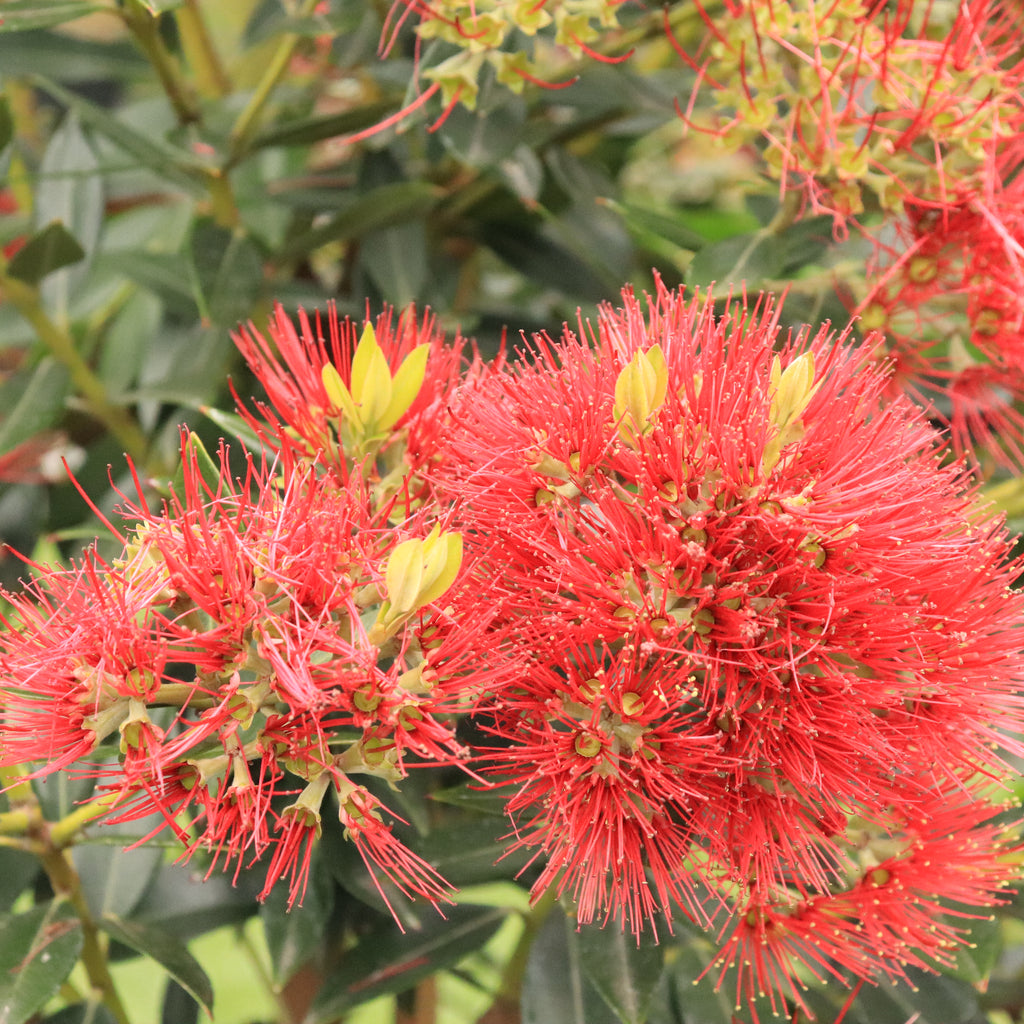 Metrosideros Maungapiko Image