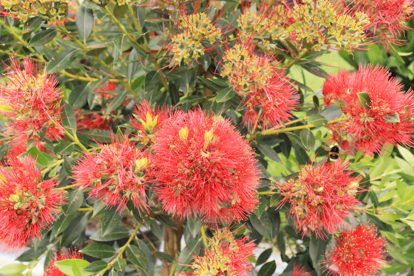 Metrosideros Maungapiko