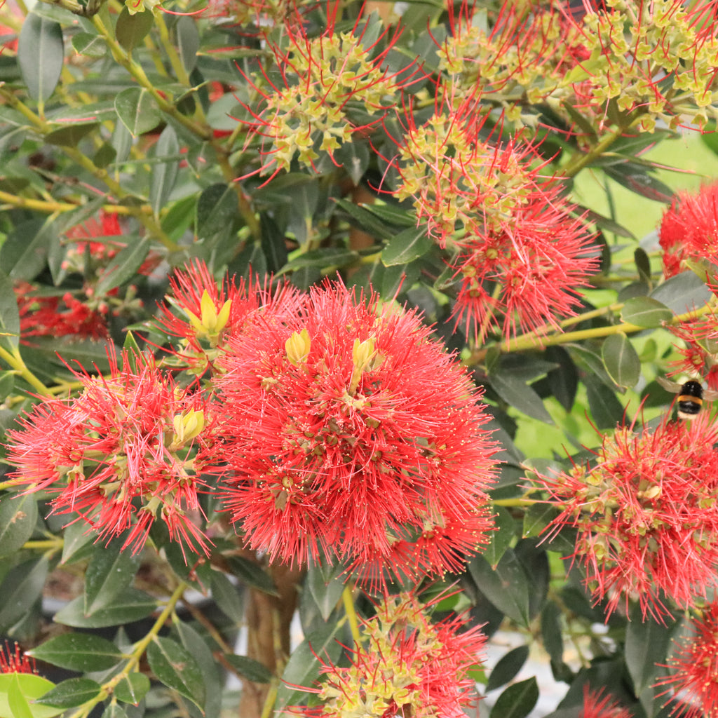 Metrosideros Maungapiko Image