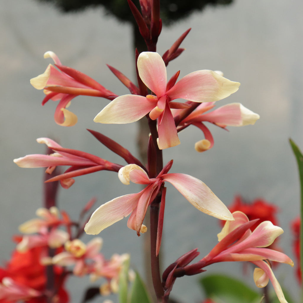 Canna glauca Panache Image