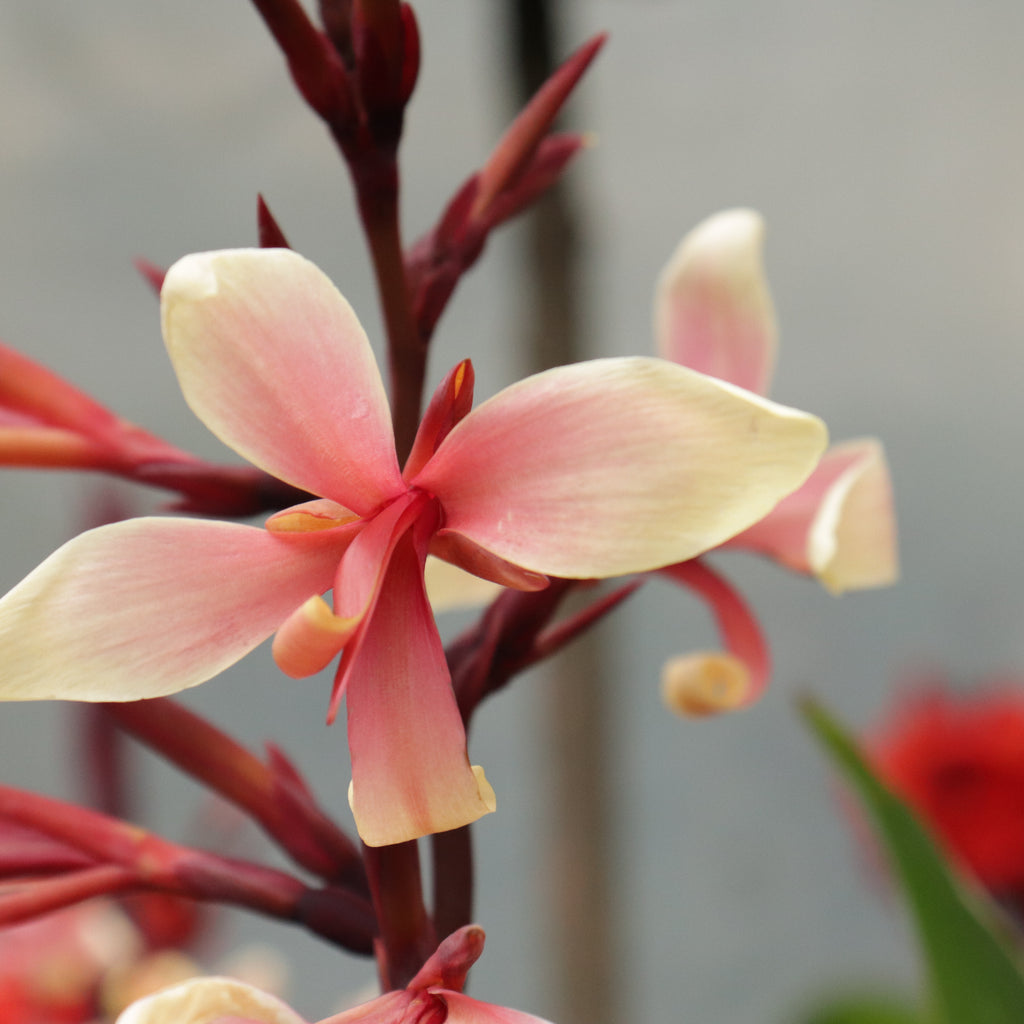 Canna glauca Panache Image