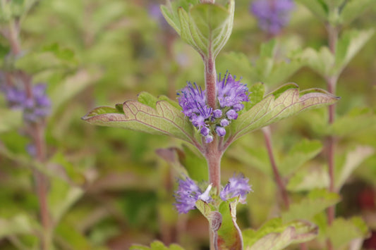 Caryopteris clandoensis