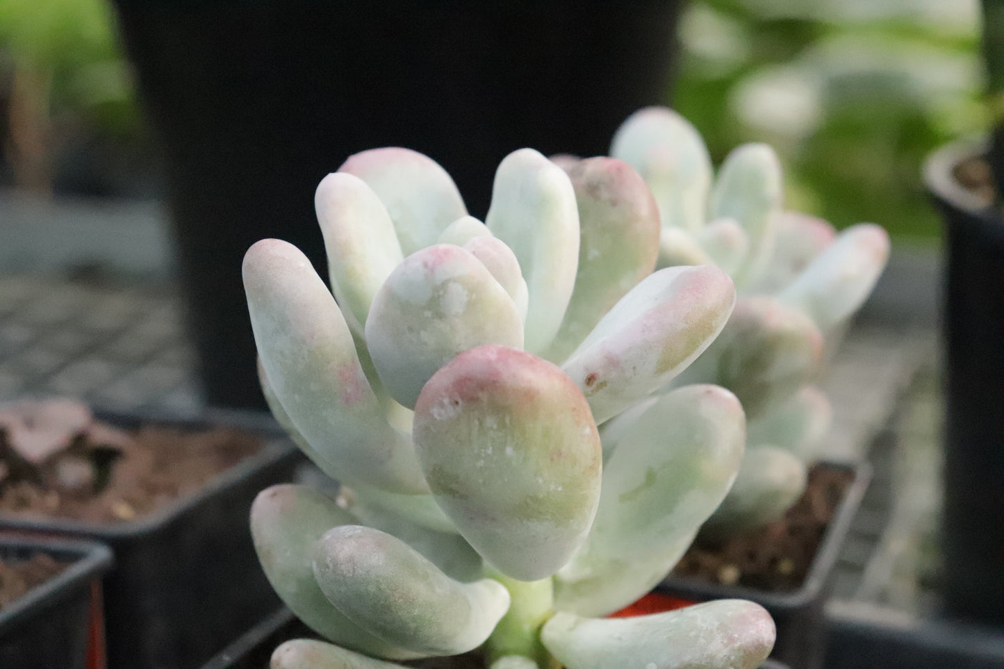 Pachyphytum oviferum