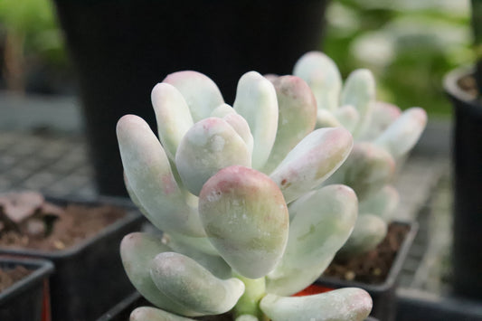 Pachyphytum oviferum