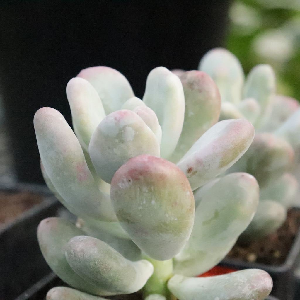 Pachyphytum oviferum Image