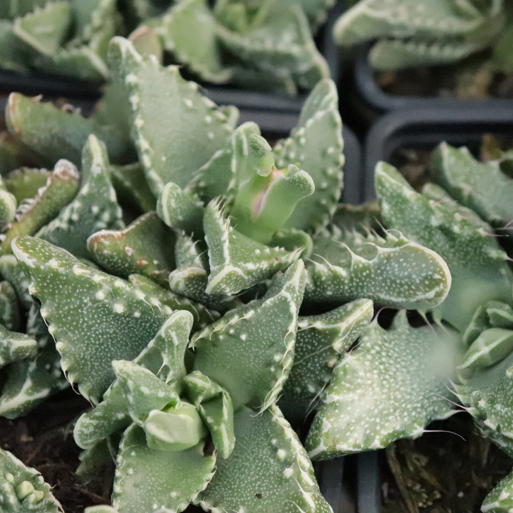 Faucaria Texture Mix Image