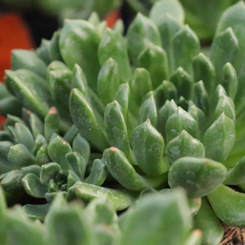 Echeveria Bella Image