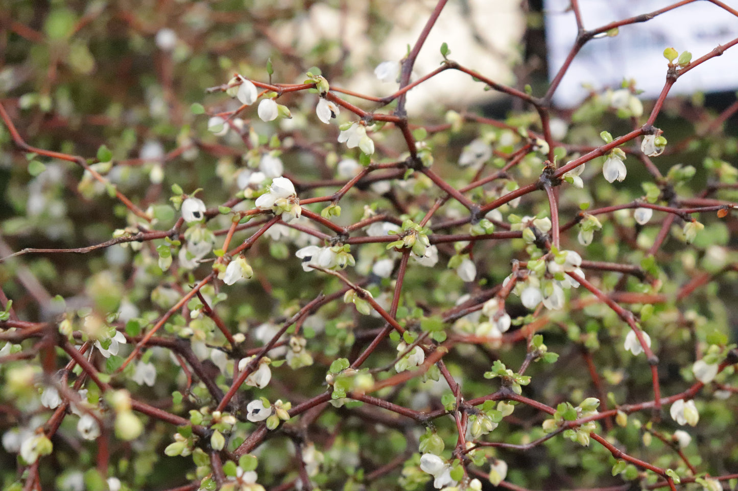 Muehlenbeckia astonii