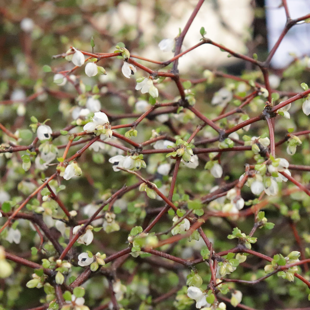 Muehlenbeckia astonii Image