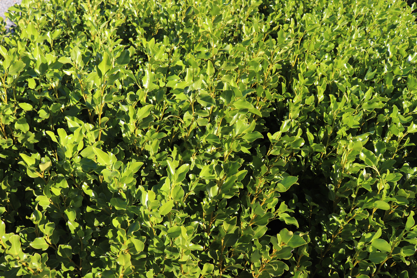 Griselinia Broadway Mint