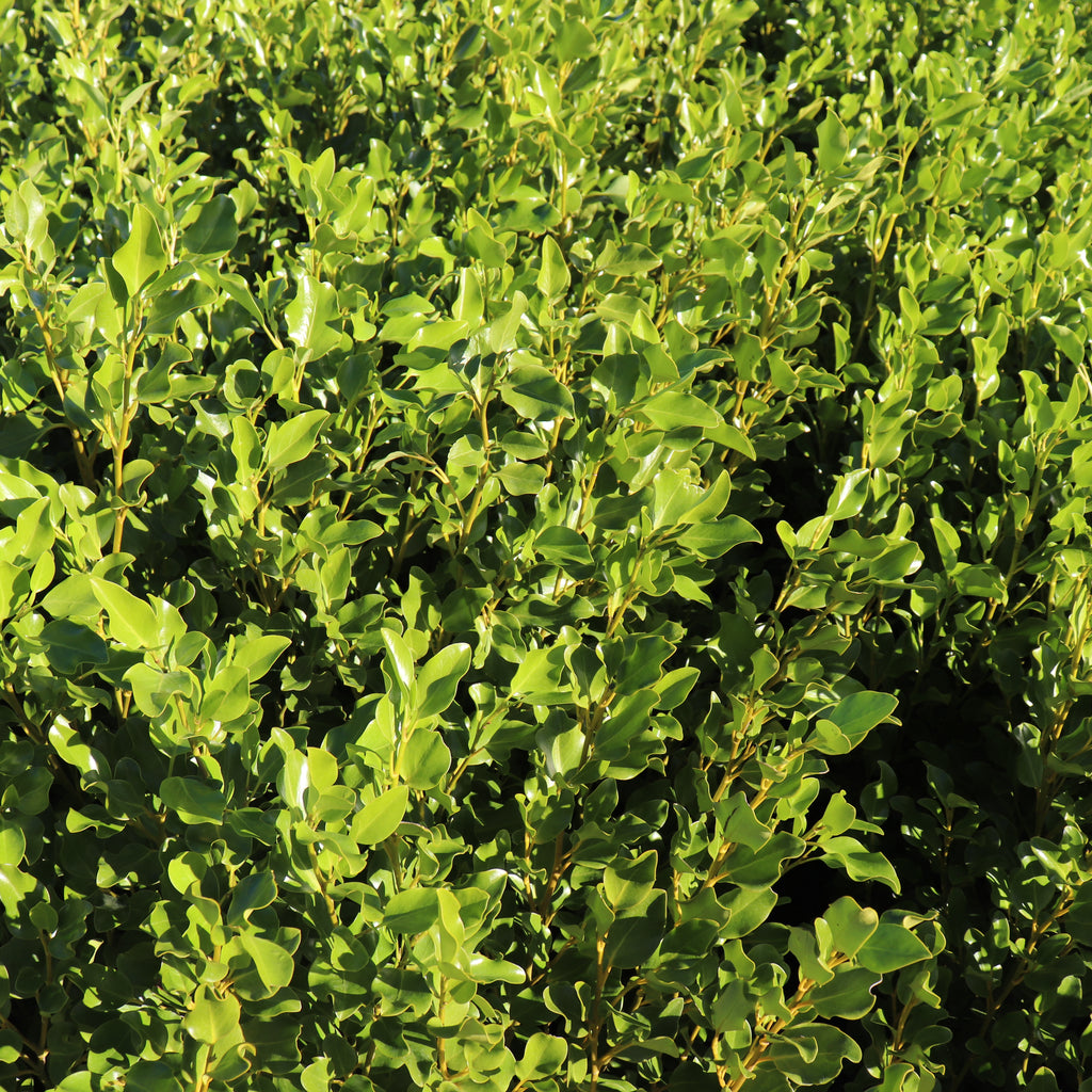Griselinia Broadway Mint Image