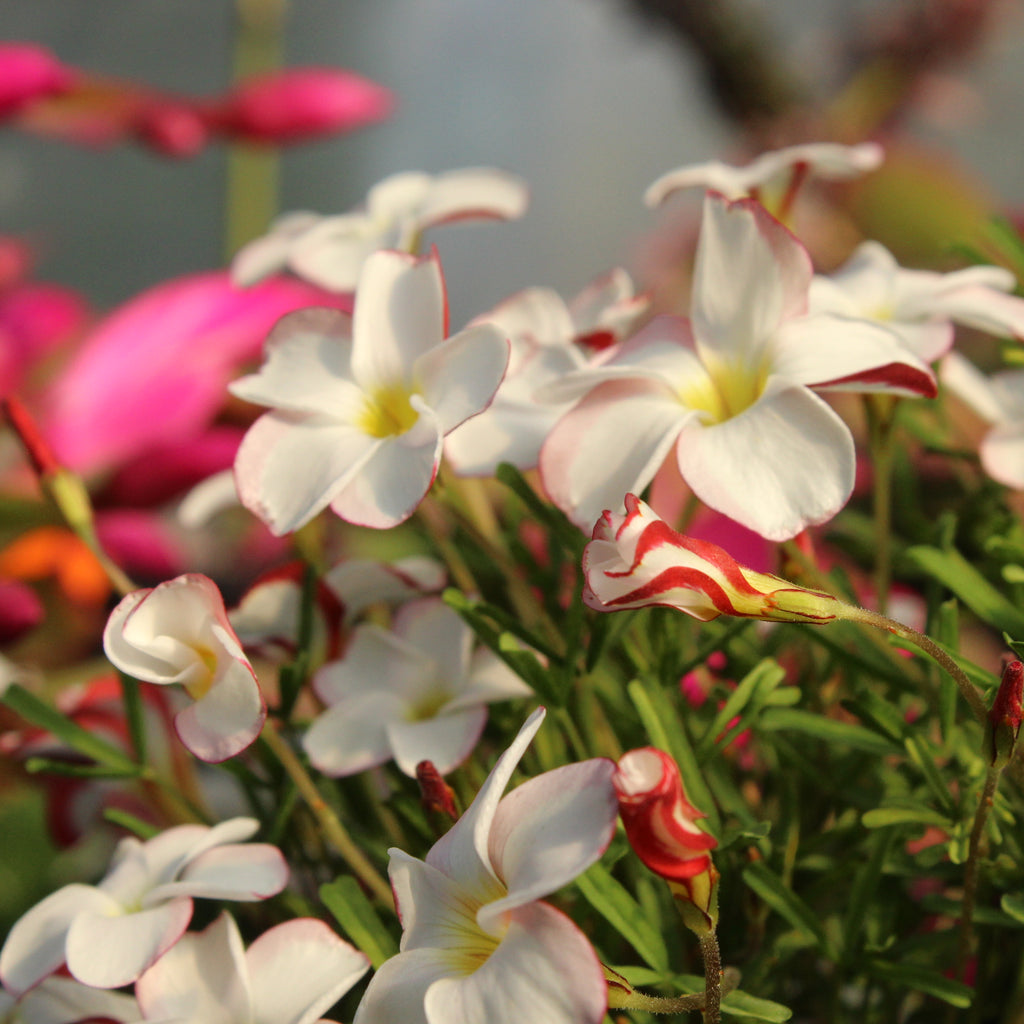 Oxalis versicolor Image
