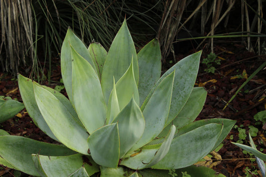 Agave celsii