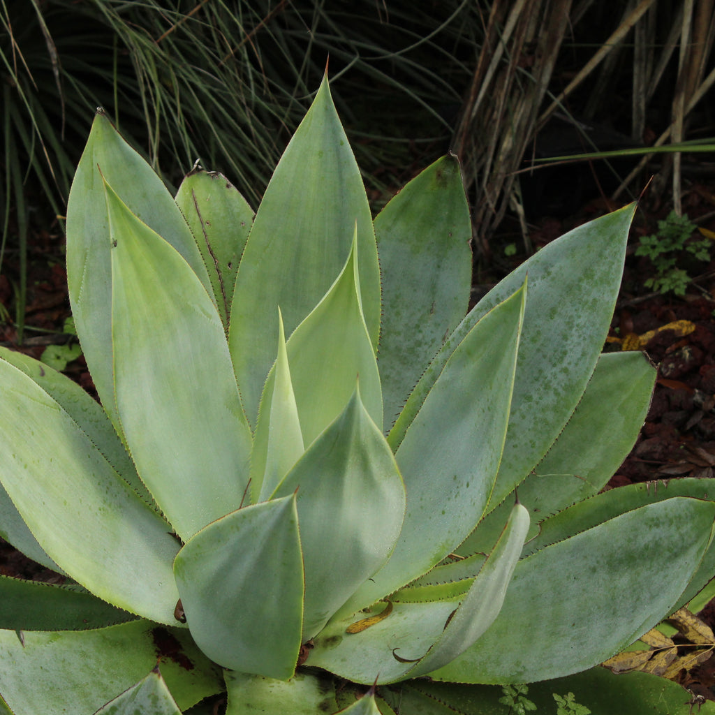 Agave celsii Image