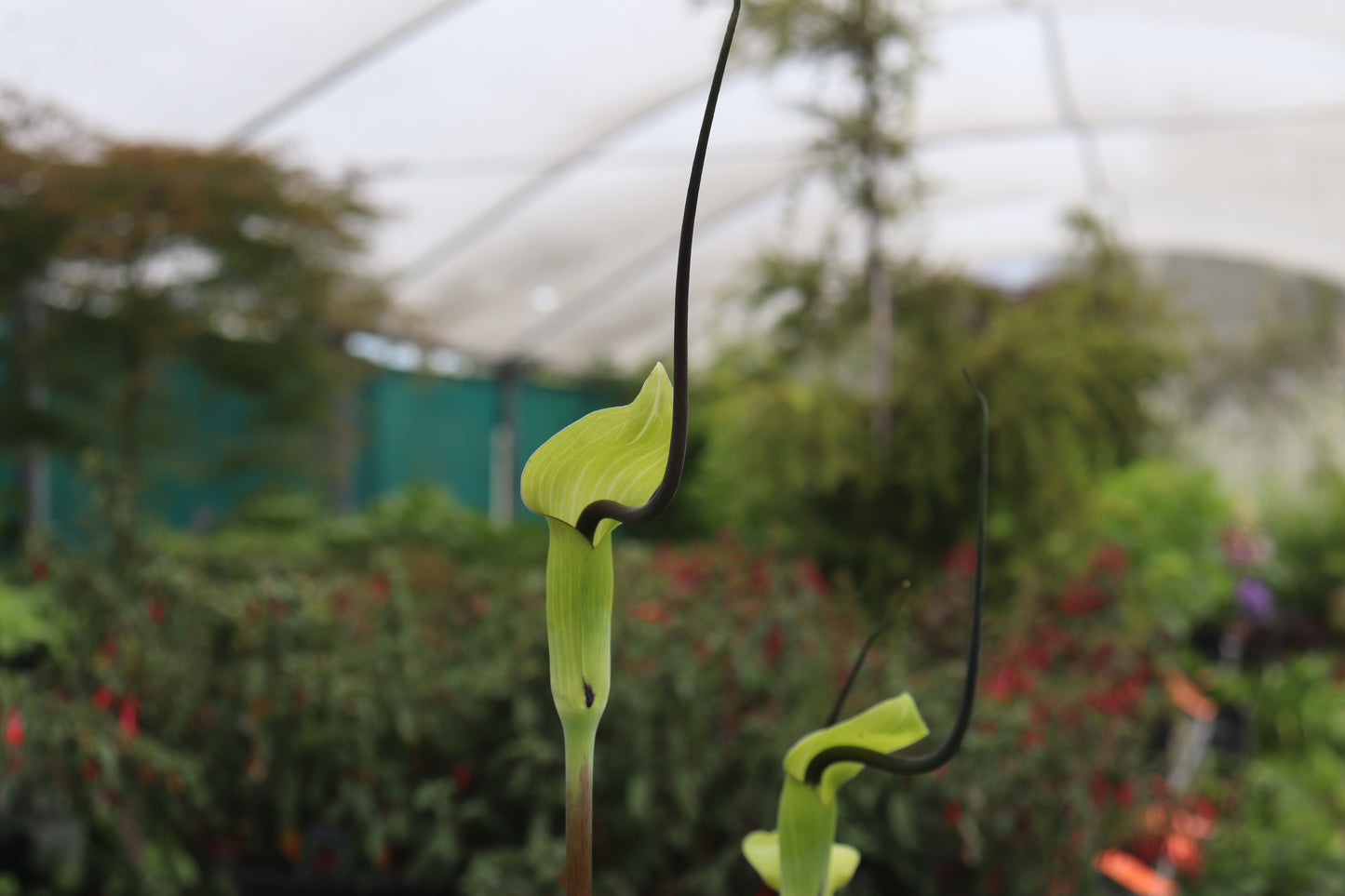 Arisaema tortuosum