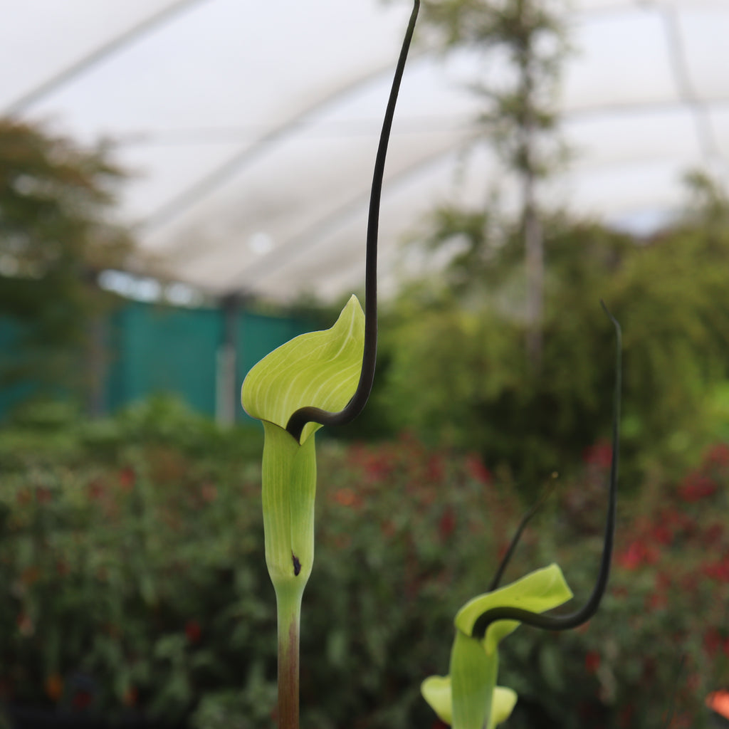 Arisaema tortuosum Image
