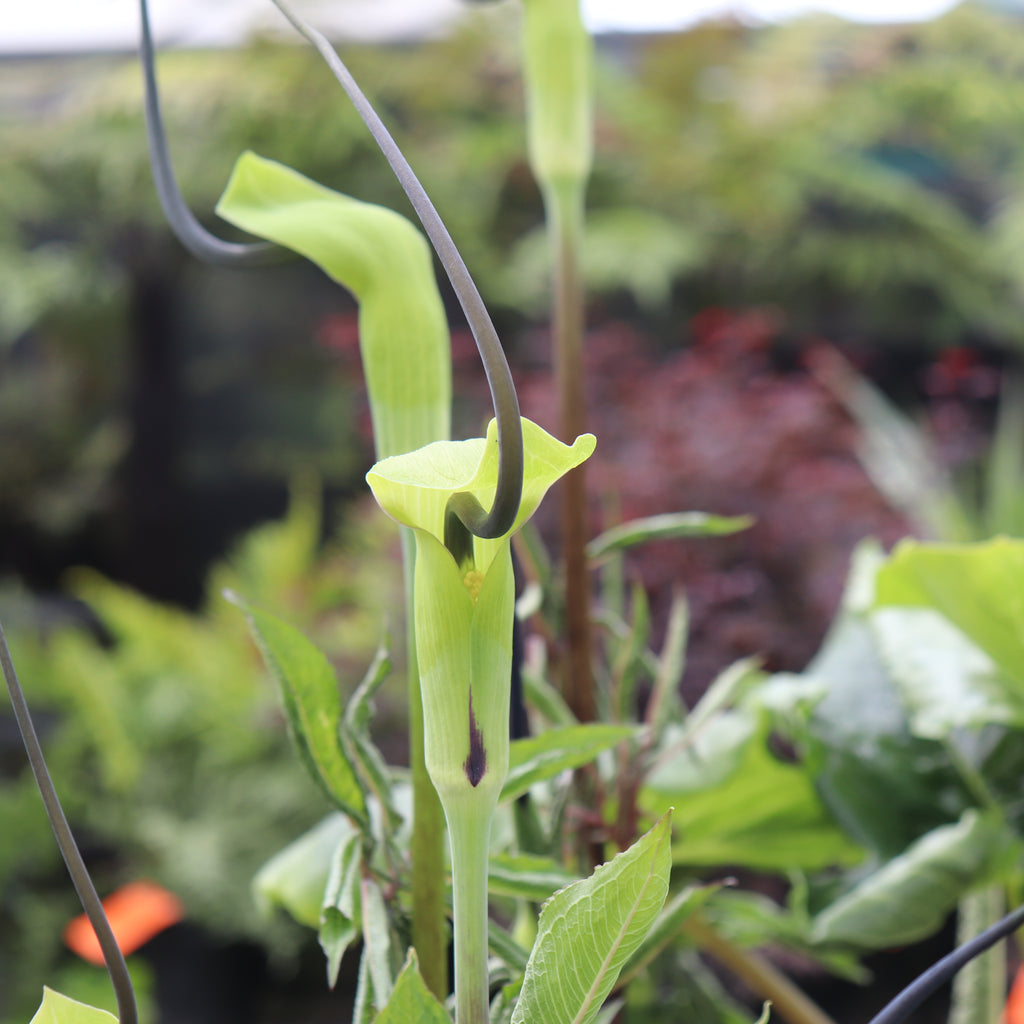 Arisaema tortuosum Image