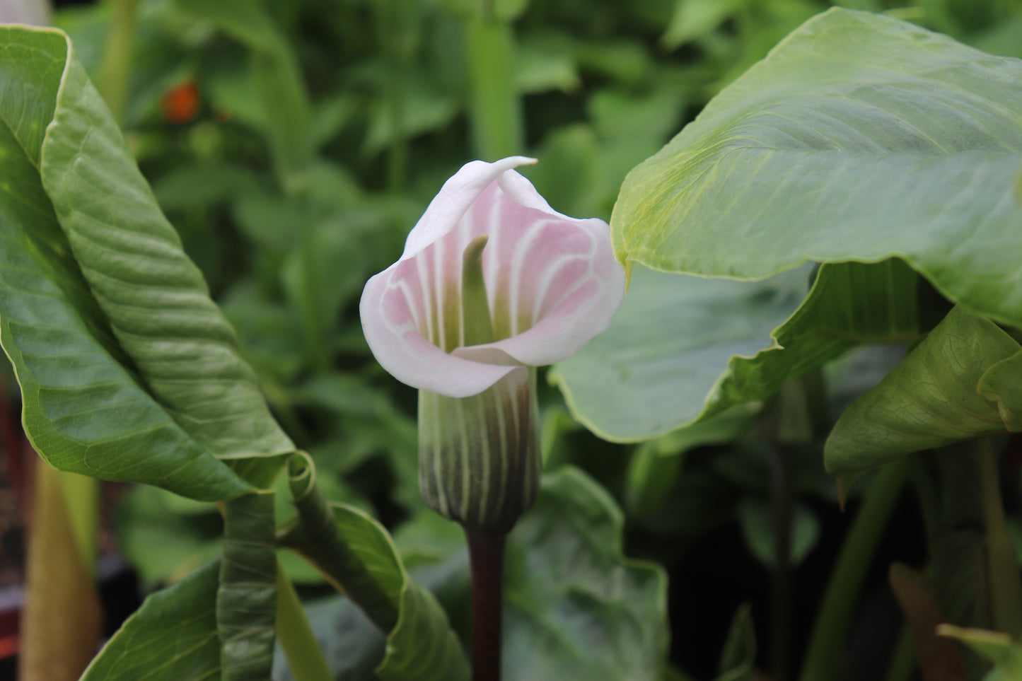 Arisaema candidissima