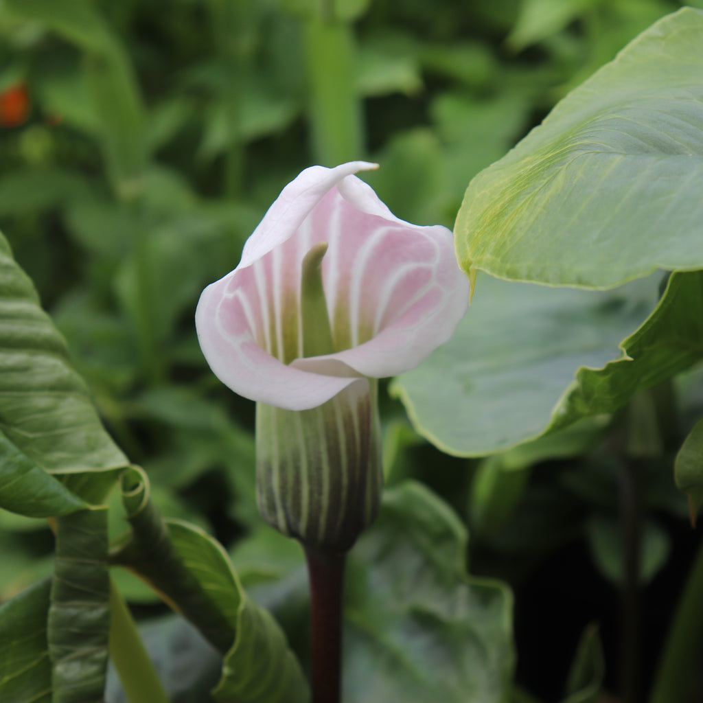 Arisaema candidissima Image