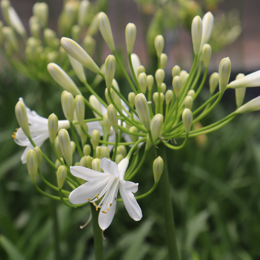 Agapanthus Seafoam Image
