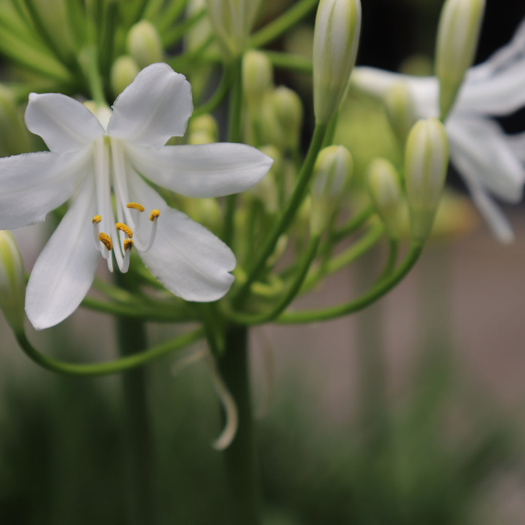 Agapanthus Seafoam Image