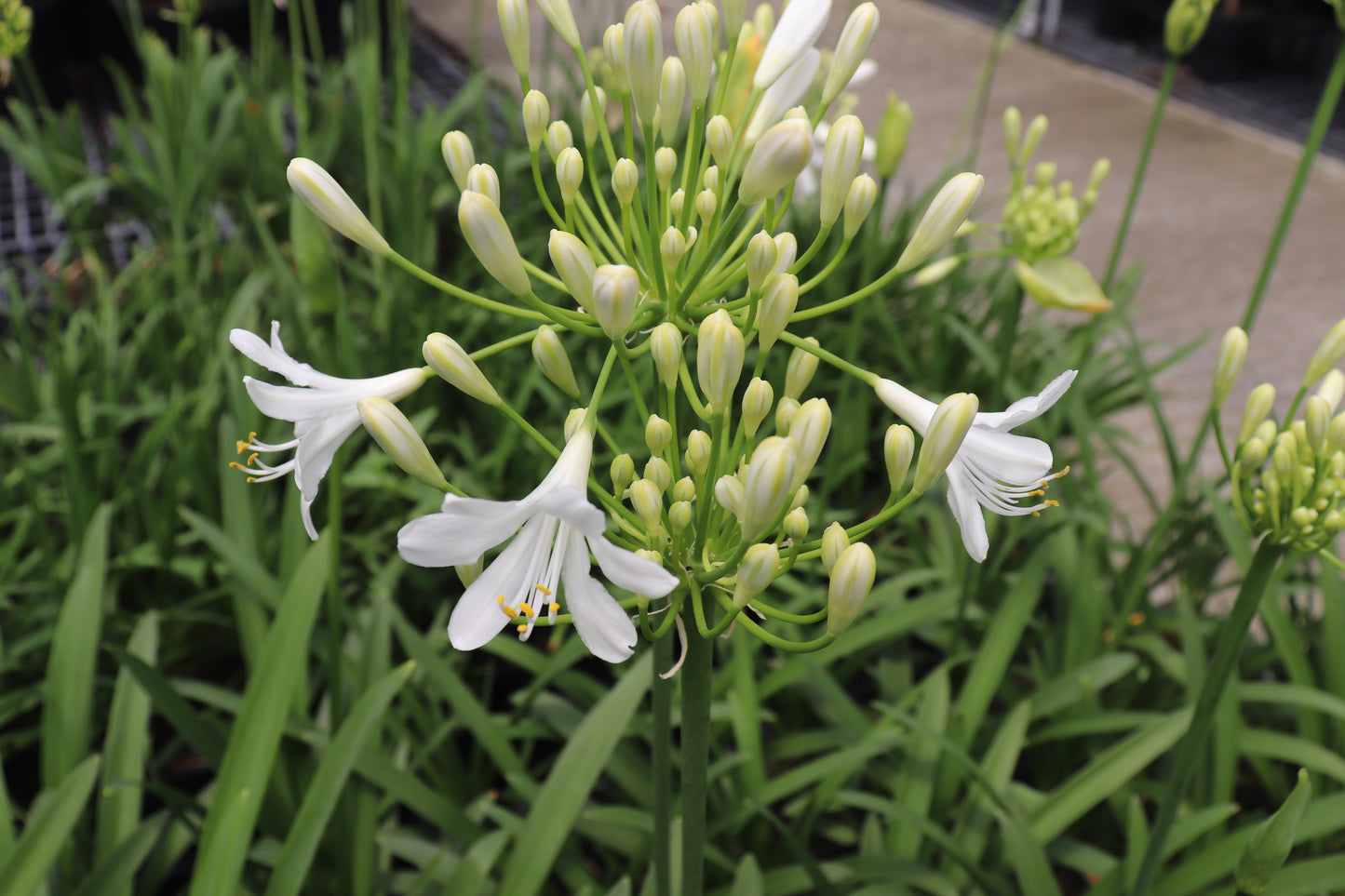 Agapanthus Seafoam