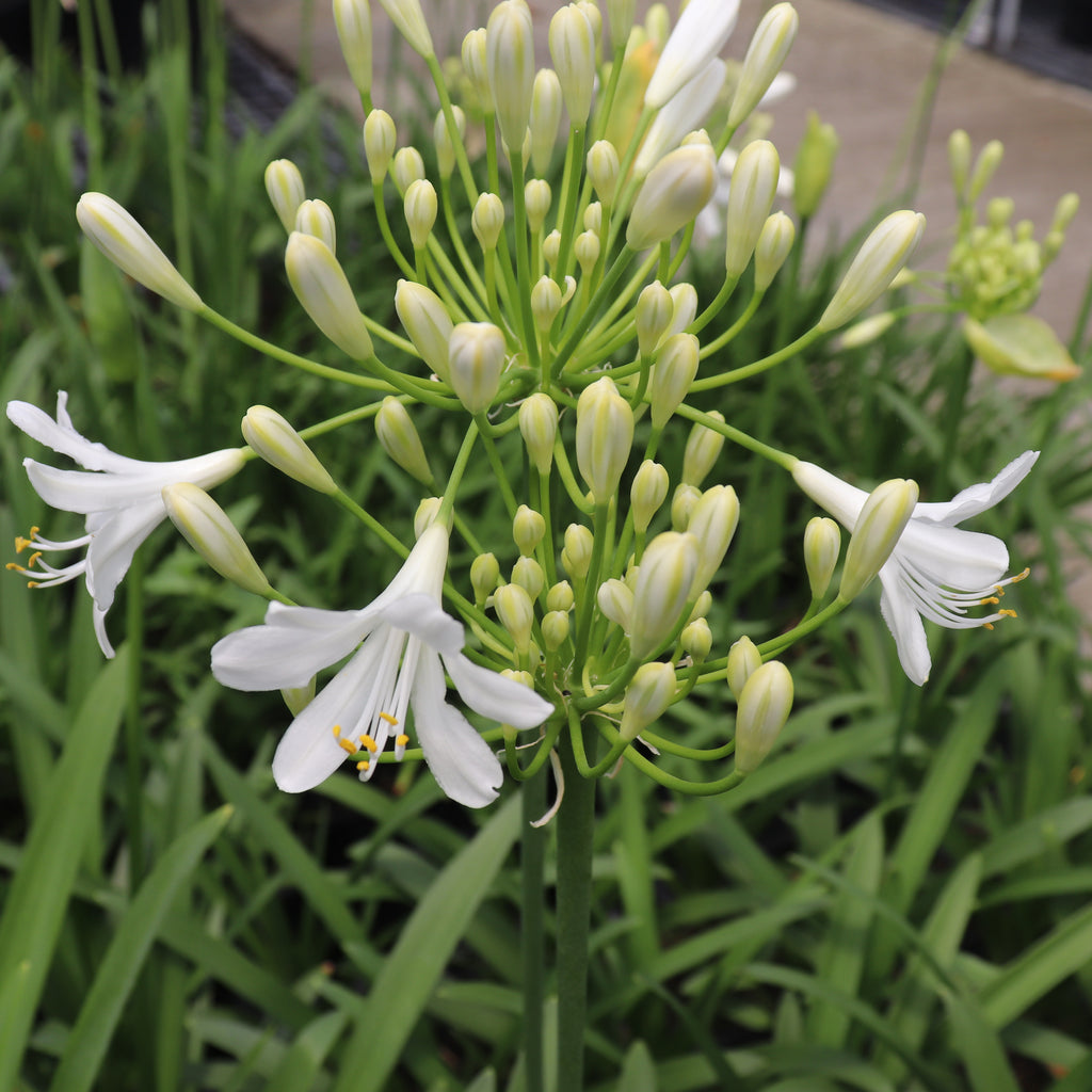 Agapanthus Seafoam Image