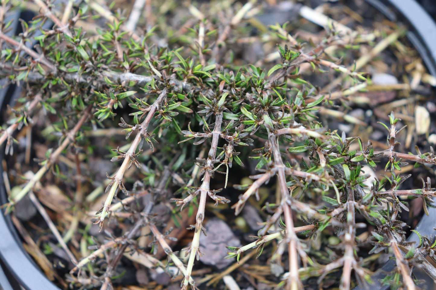 Coprosma flat freddy
