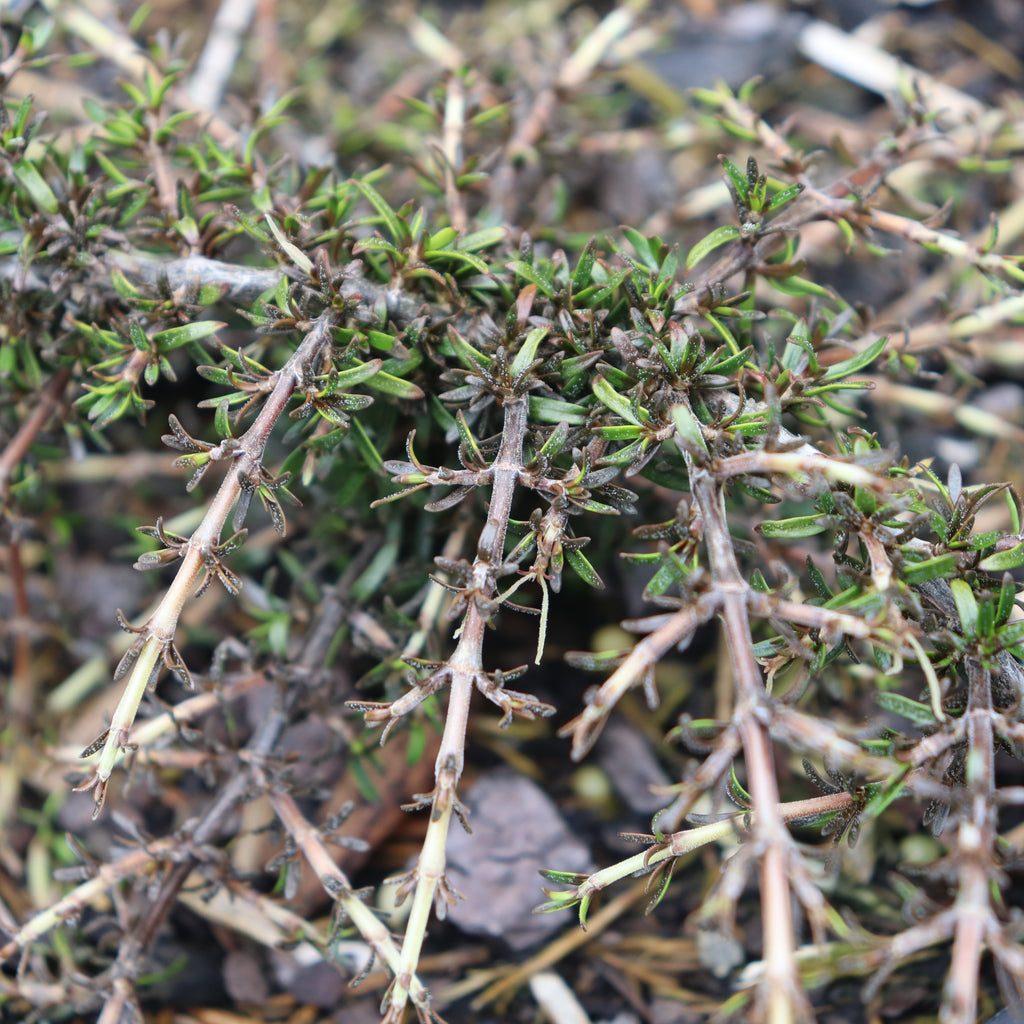 Coprosma flat freddy Image