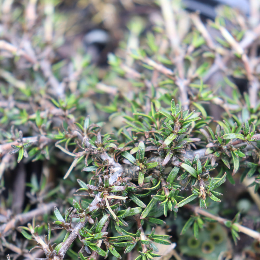 Coprosma flat freddy Image