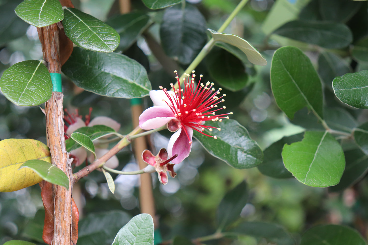 Feijoa Waingaro