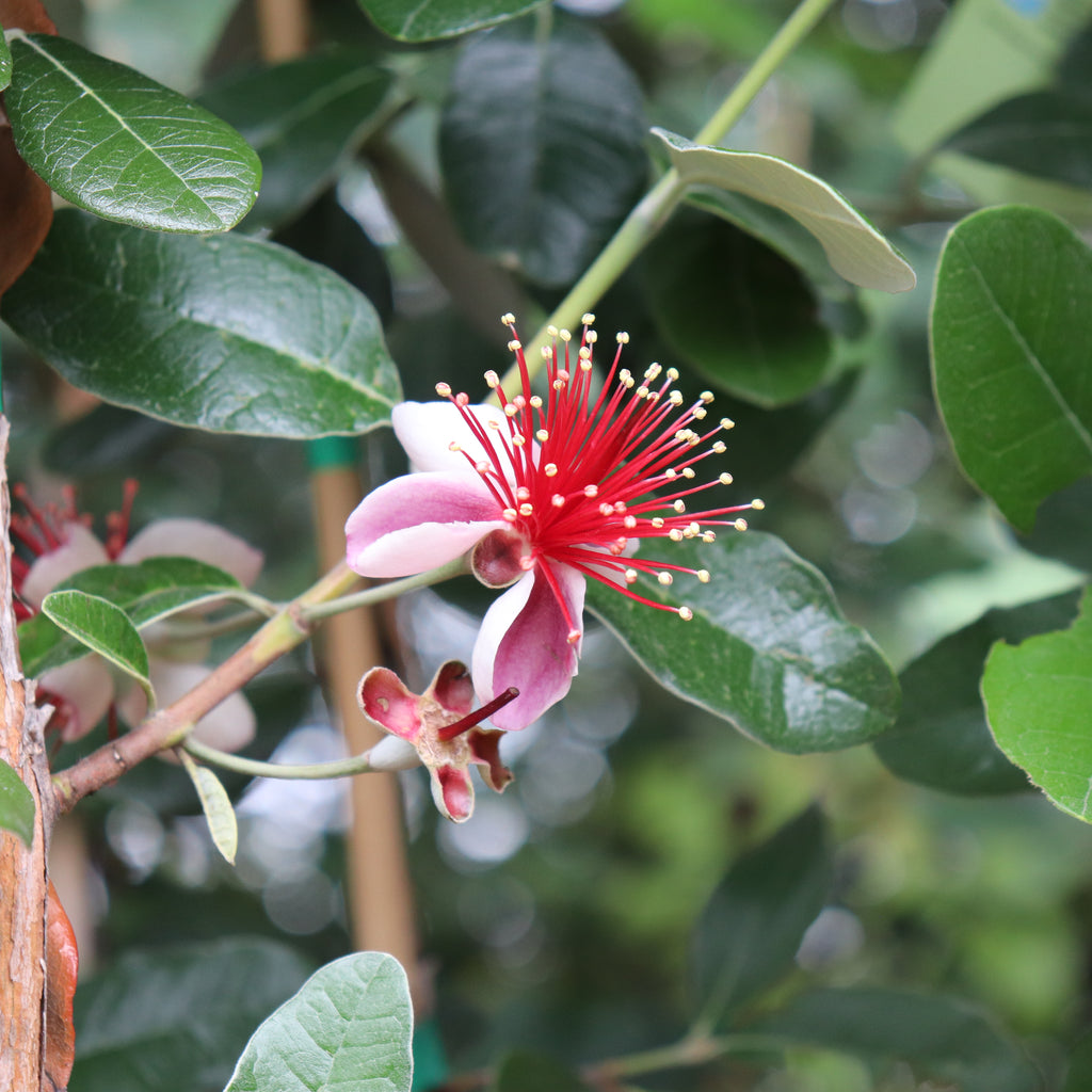 Feijoa Waingaro Image