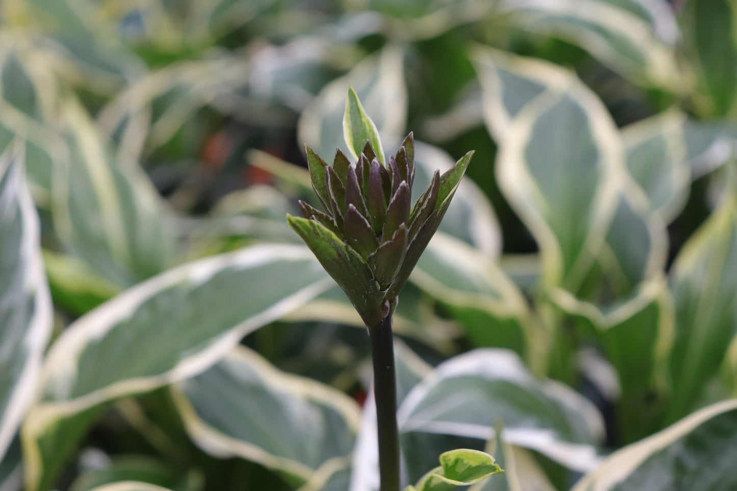 Hosta Twilight