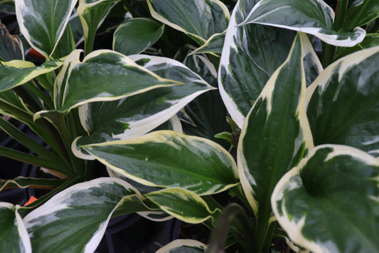 Hosta Twilight