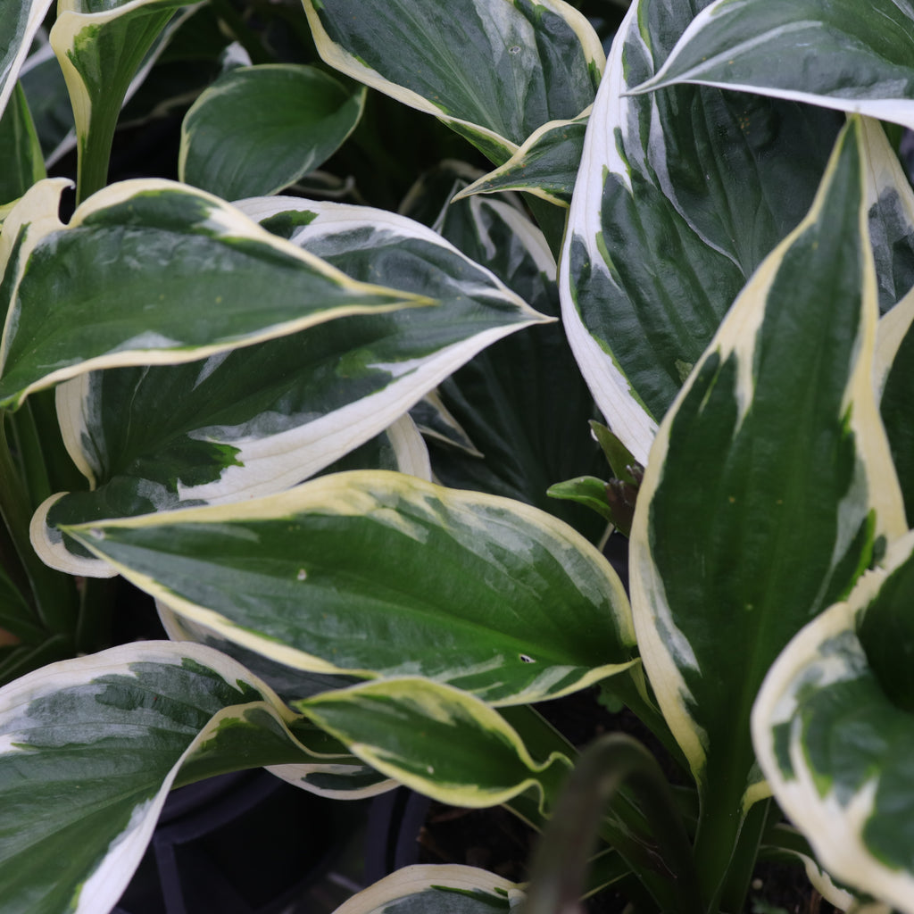 Hosta Twilight Image