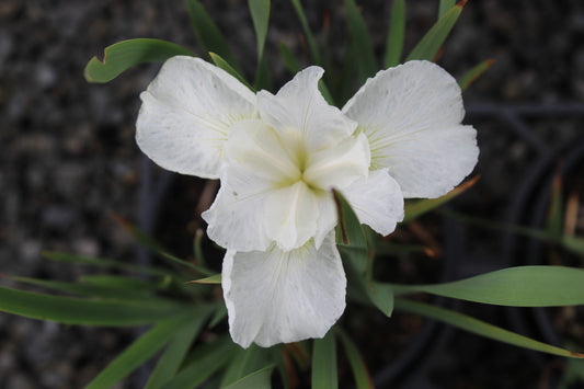 Iris sibirica Swans In Flight